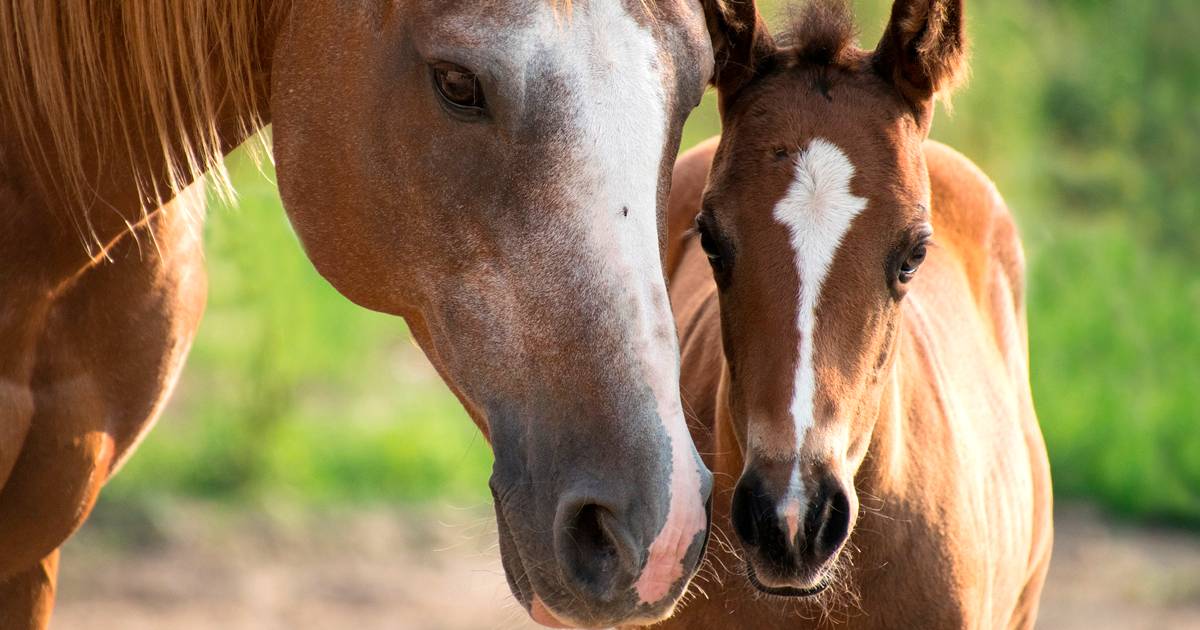 Entenda O Manejo Reprodutivo De Equinos Portal Escola Do Cavalo My