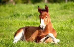 Imagem do post: Úlcera gástrica equina