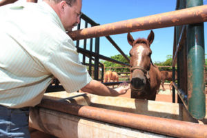 Imagem do post: Intolerância ao glúten em cavalos