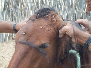 Imagem do post: Babesiose equina