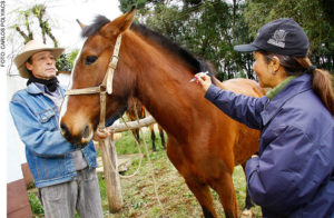 Imagem do post: Tipos de vacinas para equinos