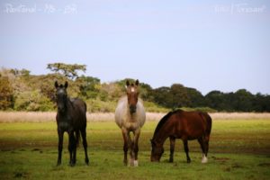 Imagem do post: Conheça mais sobre os cavalos pantaneiros