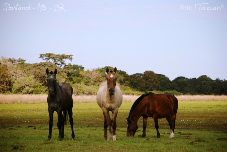 Manada de Cavalos Pantaneiros em uma Fazenda do Pantanal 