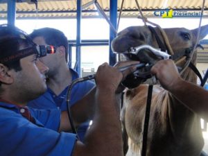 Imagem do post: A importância de conhecer a dentição do equino