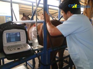 Imagem do post: A reprodução assistida consiste no acompanhamento veterinário da égua durante a época reprodutiva