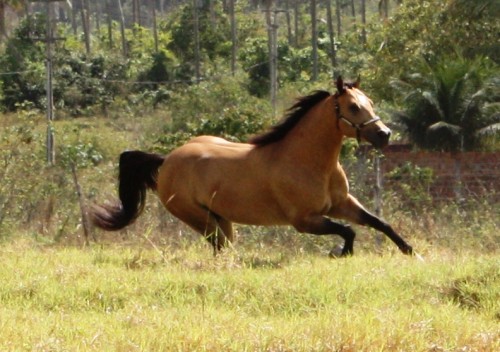 Conheça o Comportamento dos Equinos » Portal Agriconline