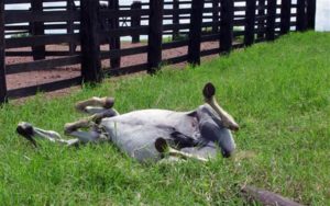 Imagem do post: Cólica equina causada por parasitas