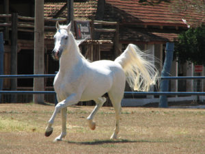 Imagem do post: 31ª Exposição Nacional do Cavalo Árabe