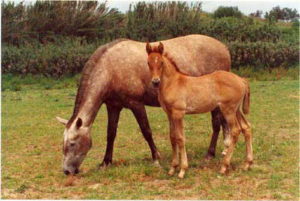 Imagem do post: Éguas abortam por causa dos machos: mito ou verdade?