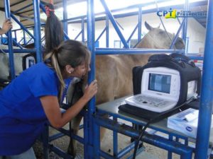 Imagem do post: Fotos do 20º Curso de Transferência de Embriões em Equinos – 08-11-2012