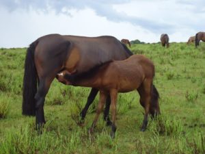 Imagem do post: Técnica de reconhecimento de sexo de fetos humanos é aplicada com sucesso em cavalos