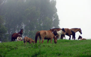 Imagem do post: Transmissão da adenite equina