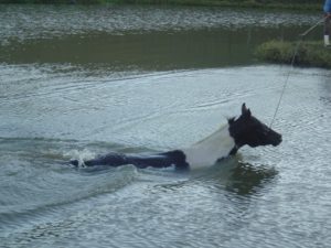 Imagem do post: Saiba porque transpirar é importante para  a saúde do cavalo