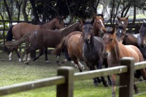 Imagem do post: Tratamento fitoterápico para equinos