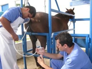 Imagem do post: Utilização da inseminação artificial em equinos