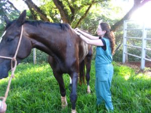 Imagem do post: Encefalite equina, como tratar