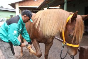 Imagem do post: Claudicação equina