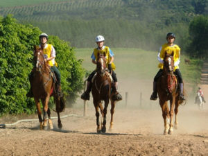 Imagem do post: Saiba mais sobre o enduro equestre