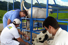 Imagem do post: Curso de Transferência de Embriões em Equinos