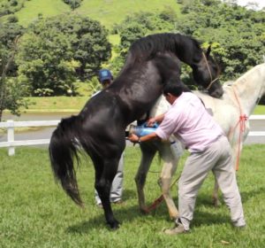 Imagem do post: A Criopreservação de sêmen equino necessita de métodos rigorosos