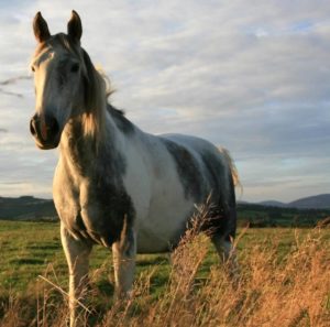 Imagem do post: A influenza equina