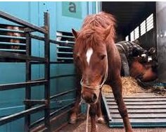 Imagem do post: Nos EUA cavalos Selvagens são capturados e vendidos para abate