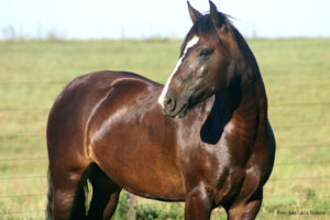 Imagem do post: Projeto “Adote um Cavalo” resgata animais vítimas de maus-tratos