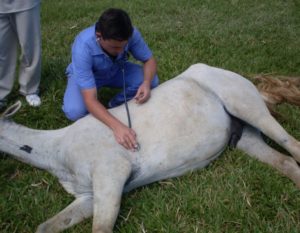 Imagem do post: Anestesiar um equino é um desafio para o médico veterinário