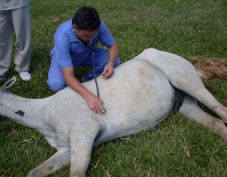 Imagem do post: Anestesia em equinos a campo