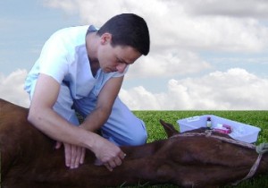 Imagem do post: Como é feita a avaliação pré-anestésica em cavalos?