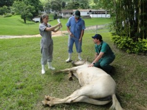 Imagem do post: Anestesia em equinos a campo