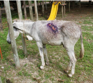 Imagem do post: Técnicas de luta com animais são praticadas por jovens