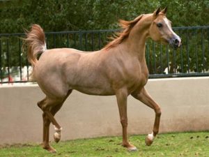 Imagem do post: Aquece o mercado de cavalos e a predileção pela linhagem árabe