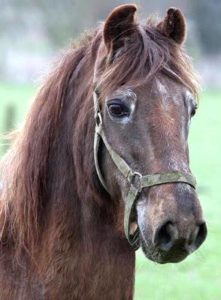 Imagem do post: Atenção que deve ser dada aos cavalos idosos