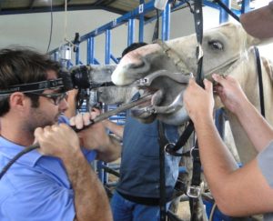 Imagem do post: Avaliação Dentária em Equinos