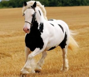 Imagem do post: Mercado do cavalo movimenta vários segmentos de comercialização