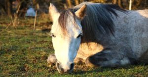 Imagem do post: Bambeira Equina: Conheça os sinais dessa doença