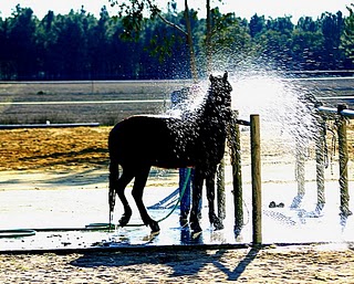 Cuidados com o banho de cavalos