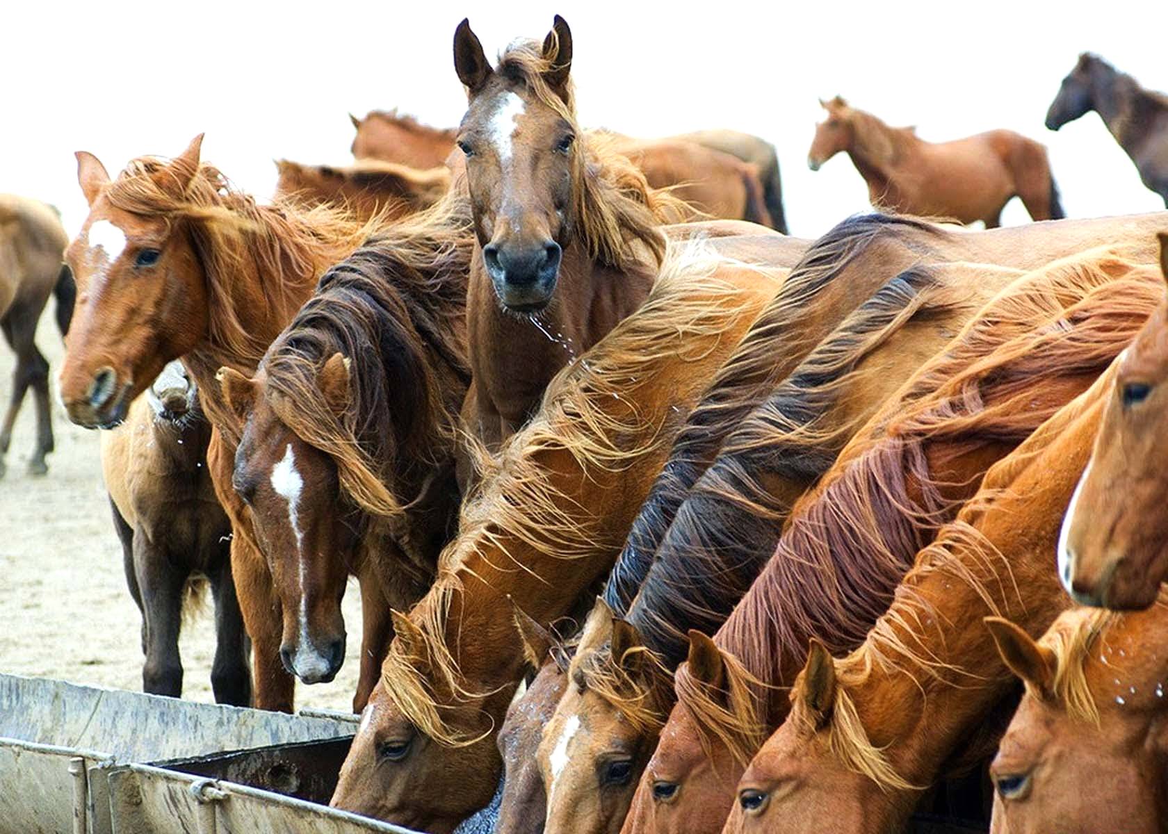 Cavalos: criação movimenta o agronegócio brasileiro