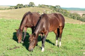 Imagem do post: Características da raça de cavalos crioulo