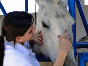 Imagem do post: Hemoparasitos que acometem os equinos