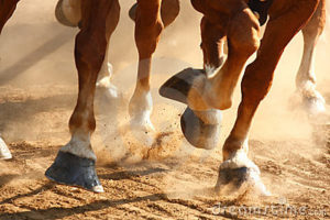 Imagem do post: Cuidados com os cascos dos cavalos: Essenciais para a saúde e desenvolvimento do animal