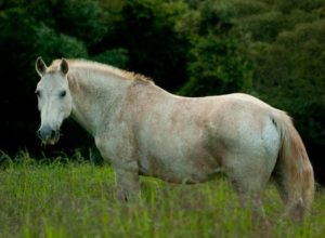 Imagem do post: Leptospirose equina