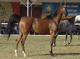 Imagem do post: Indaiatuba/SP sediou a 19ª Exposição Internacional do cavalo Árabe