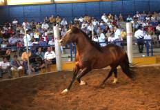 Imagem do post: Cavalo campeão do Freio de Ouro morre em Pelotas