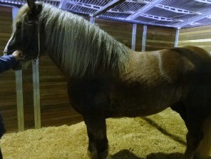 Imagem do post: Expointer no RS teve como atração “Cavalo cigano”