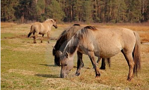 Imagem do post: Metabolismo do ferro em cavalos é regulado por proteína