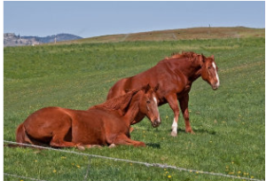 Imagem do post: A escolha da propriedade para a criação de cavalos