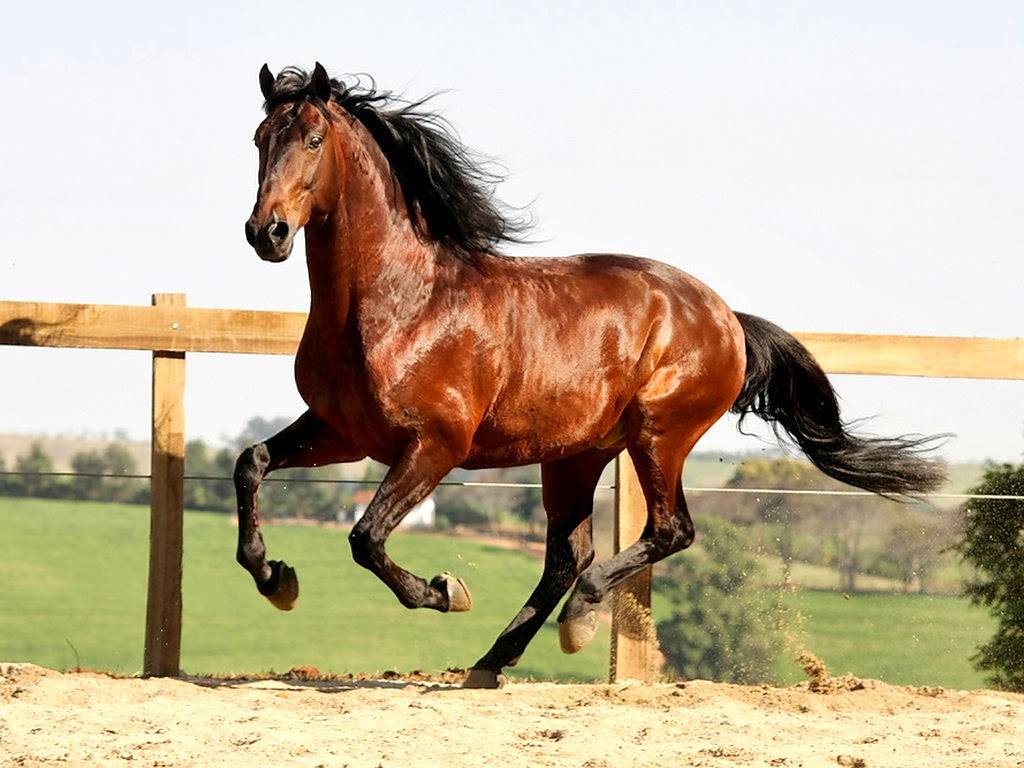 Você sabe o que é um cavalo puro sangue? Descubra aqui!