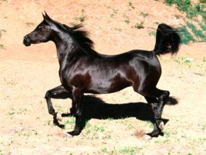 Imagem do post: Cavalo sua origem e evolução